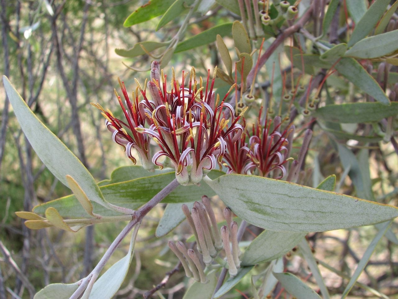 Loranthus europaeus